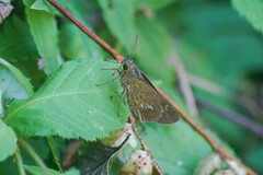 Polytremis pellucida