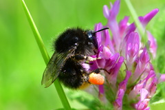 Bombus
