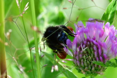 Bombus