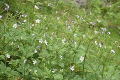 Eriocapitella rivularis