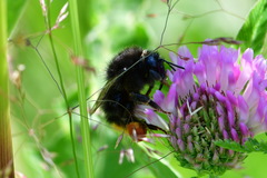 Bombus