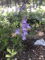 Penstemon ellipticus