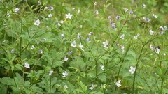 Eriocapitella rivularis