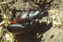 Carabus besseri