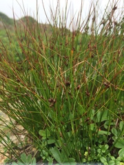 Oreojuncus trifidus