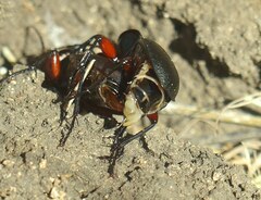 Carabus besseri