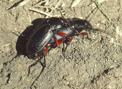 Carabus besseri