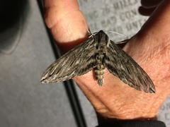 Sphinx canadensis