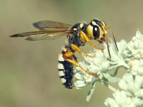 Cerceris tuberculata (de Villers, 1789)