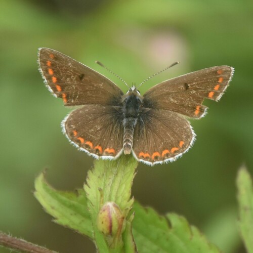 Brown Argus photo 4