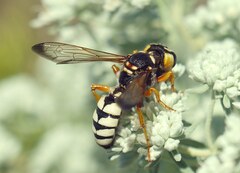 Cerceris tuberculata