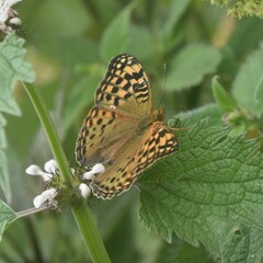 Argynnis kamala