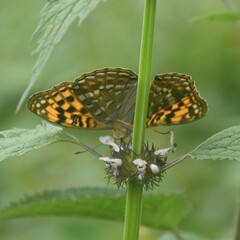 Argynnis kamala