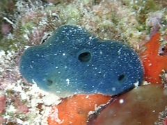 Niphates caycedoi