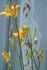Hemerocallis fulva kwanso