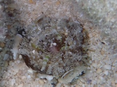 Actinostella flosculifera