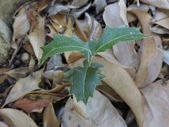 Osmanthus heterophyllus