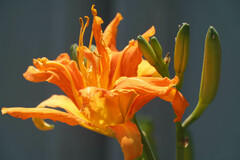 Hemerocallis fulva kwanso