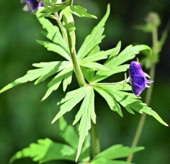 Aconitum delphiniifolium
