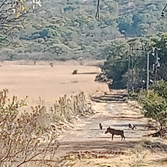 Phacochoerus africanus