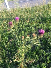 Cirsium ciliatum