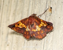 Garaeus specularis