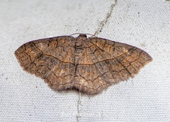 Geometridae