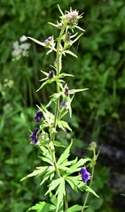 Aconitum delphiniifolium