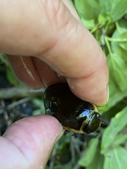 Dytiscus cordieri