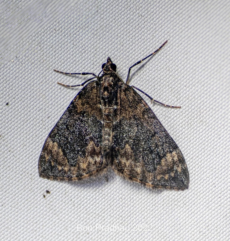 Dysstroma sikkimensis