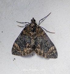 Dysstroma sikkimensis