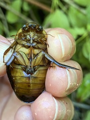 Dytiscus cordieri
