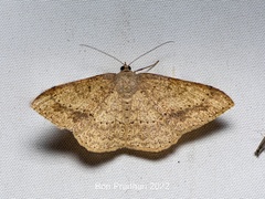 Luxiaria emphatica