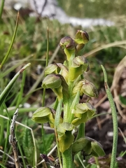 Chamorchis alpina