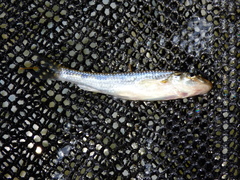 Gobio gobio