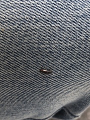 Stenolophus ochropezus