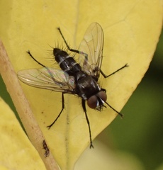 Gastrolepta anthracina