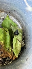 Onthophagus hecate
