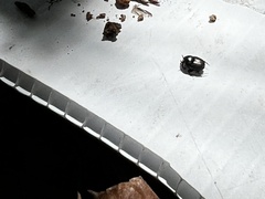 Onthophagus striatulus