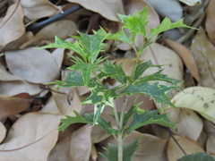 Osmanthus heterophyllus