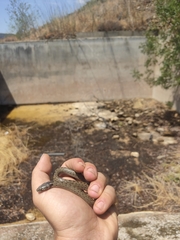 Macroprotodon brevis ibericus