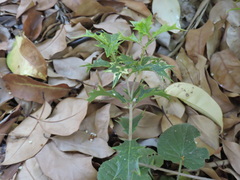 Osmanthus heterophyllus