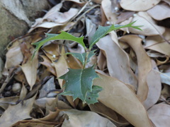 Osmanthus heterophyllus