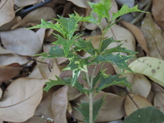 Osmanthus heterophyllus