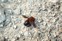 Megachile sicula