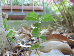 Osmanthus heterophyllus