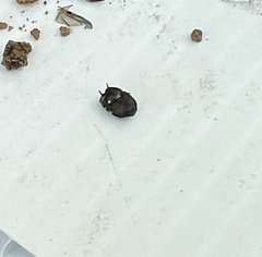 Onthophagus striatulus