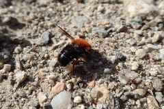 Megachile sicula