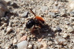 Megachile sicula