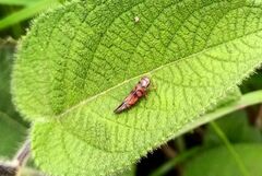 Erythrogonia jucunda